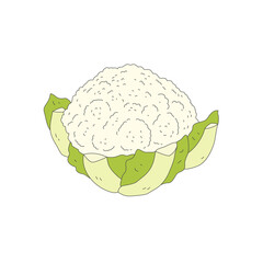 cauliflower, Illustration of vegetable, isolated, icon illustration, clipart