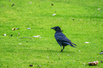 crow walking on the grass 