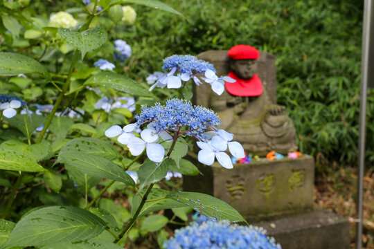 Beautiful blue hydrangea blooming before a blurred Jizo statue in summer