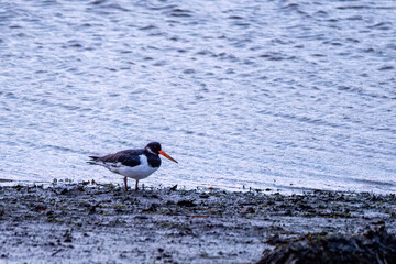 Oystercatcher feeding on the fat estuary cornwall uk 