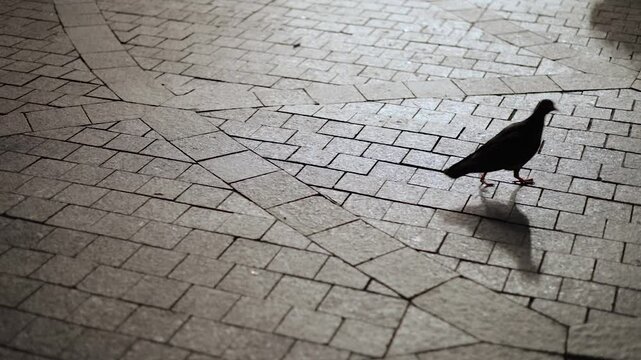Pigeon walking slowly in city nighttime sunset on pavement brick background slow motion
