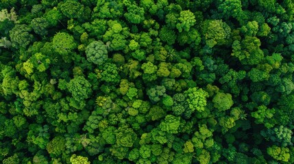 Drone Aerial view of a lush tropical rainforest, with dense canopy covering the landscape