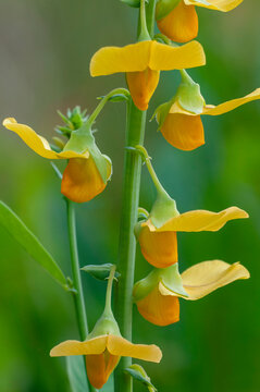 A macro image of the bright yellow flowers of Showy rattlebox, Showy crotalaria, cascading down the stem. An invasive and toxic wildflower found in the southeast us. Introduced from Asia.