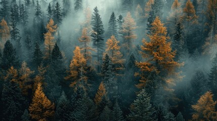 Aerial view pine tree forest foggy morning, top view nature outdoor evergreen landscape