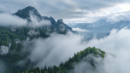 Aerial view pine tree forest foggy morning, top view nature outdoor evergreen landscape