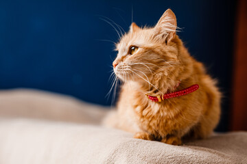 Young ginger cat wearing a collar looks scared and sits on a couch