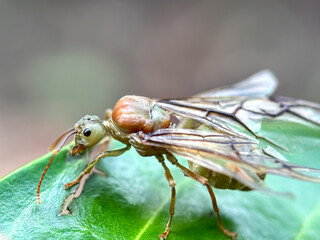 Close up of weaver ant,weaver ant queen,macro shot of ant queen on the leaves