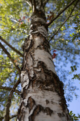Upward view of a birch tree trunk, showing its textured bark against a blue sky. The photo highlights the strength and beauty of nature from a unique perspective.
