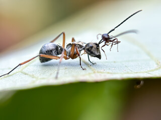 Close up of weaver ant (Polyrhachis), macro shot of weaver ant in the leaves