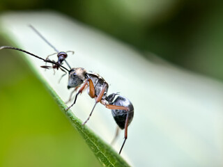 Close up of weaver ant (Polyrhachis), macro shot of weaver ant in the leaves