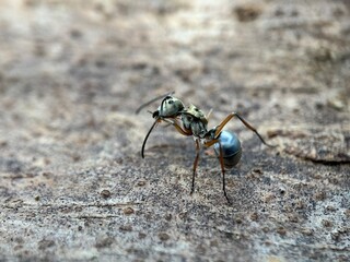 Close up of ant weaver (Polyrhachis)