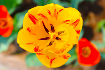 Top view of yellow and red tulip flower blooming in spring garden