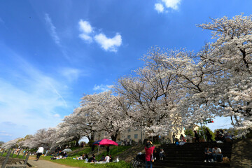 Cherry blossom trees blooming along riverbank with people picnicking