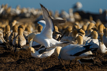 Cape gannet (Morus capensis) birds mating. Bird Island, Lambert's Bay, Western Cape, South Africa.