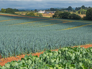 Rural landscape dominated by an organic leek crop ( Allium ampeloprasum ) in a Devon field in late...