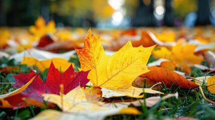 Beautiful yellow red and orange leaves in an autumn park
