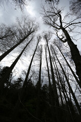 Silhouette of tall bare trees against cloudy overcast sky in forest