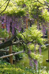 亀戸天神の藤棚