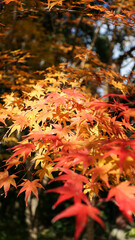 モミジの紅葉