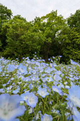 Blue nemophila flowers blooming in spring garden park nature field