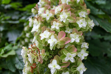 Close up of pyramidal oakleaf hydrangea flowers in botanical garden