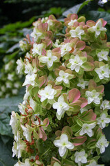 Oakleaf hydrangea flower cluster turning pink in summer garden