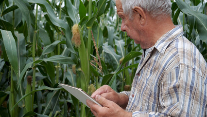 Elderly old farmer in green cornfield uses tablet. Modern digital technologies to analyze agricultural crops and harvest product. Farming business production of food from maize. Online data management