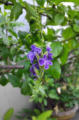 Duranta Flower flowers in the garden. Blue Flowers, Purple small flowers,
