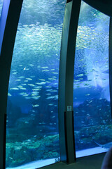 School of sardines swimming in large blue aquarium tank with glass pillars