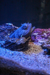 Blue jawfish peeking from burrow in dark aquarium water