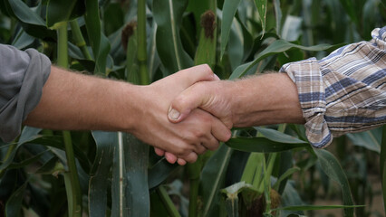 Close up of farmers shaking hands on corn plantation. Agricultural business. Success of contract for conclusion of food supply transaction. Teamwork on farm. Growing maize for food safety. Rural field
