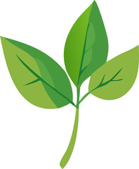 green leaf isolated on white background