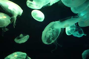 水族館のミズクラゲ
