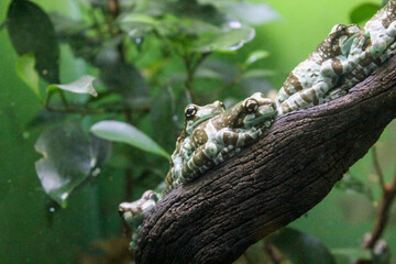 アマゾンミルキーフロッグ