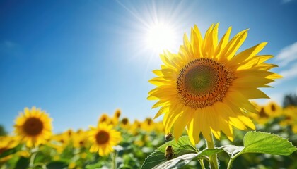 Obraz premium Sunflower Field with Bees in Bright Sunlight