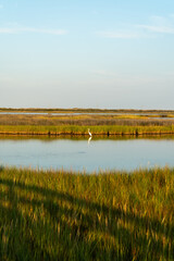 Coastal wetlands and marsh of Cape Hatteras National Seashore - Outer Banks North Carolina