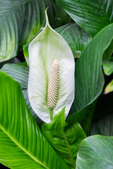 Planta y flor de lirio de la paz