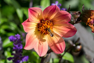 Abeja y flor de dalia silvestre en el Tirol del Sur, Italia