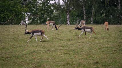 Antelope with spinning horns on pasture.
