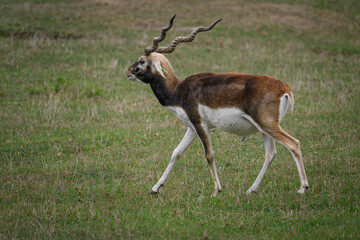 Antelope with spinning horns on pasture.

