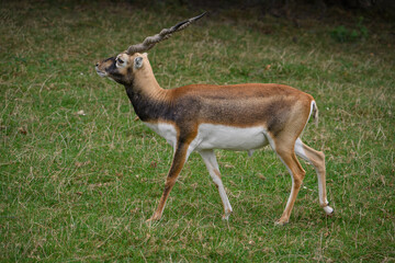 Antelope with spinning horns on pasture.
