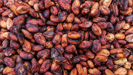 Selective focus of Cacao beans or chocolate fruit are the fruit seeds of the cacao tree (Theobroma cacao). buah kakao