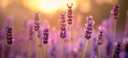 Fototapeta premium Lavender Blooms in Golden Sunlight