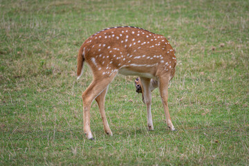 The sika doe cleans itself.
