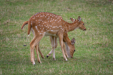 A doe sikas in the cover of two does.
