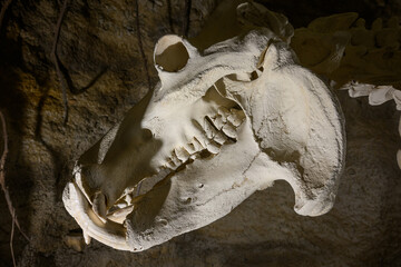 Side view of a hippopotamus skull.
