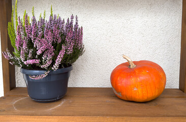 Beautiful heather flowers in pots and pumpkin on wooden table outdoors