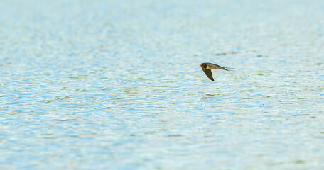 barn swallow (Hirundo rustica) in flight over water