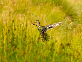 mallard wild duck (Anas platyrhynchos) female flying from reeds
