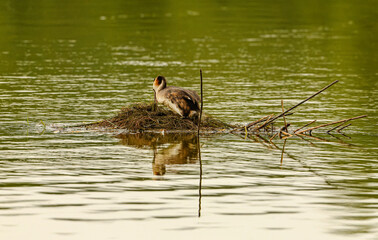 great crested grebe (Podiceps cristatus) on nest